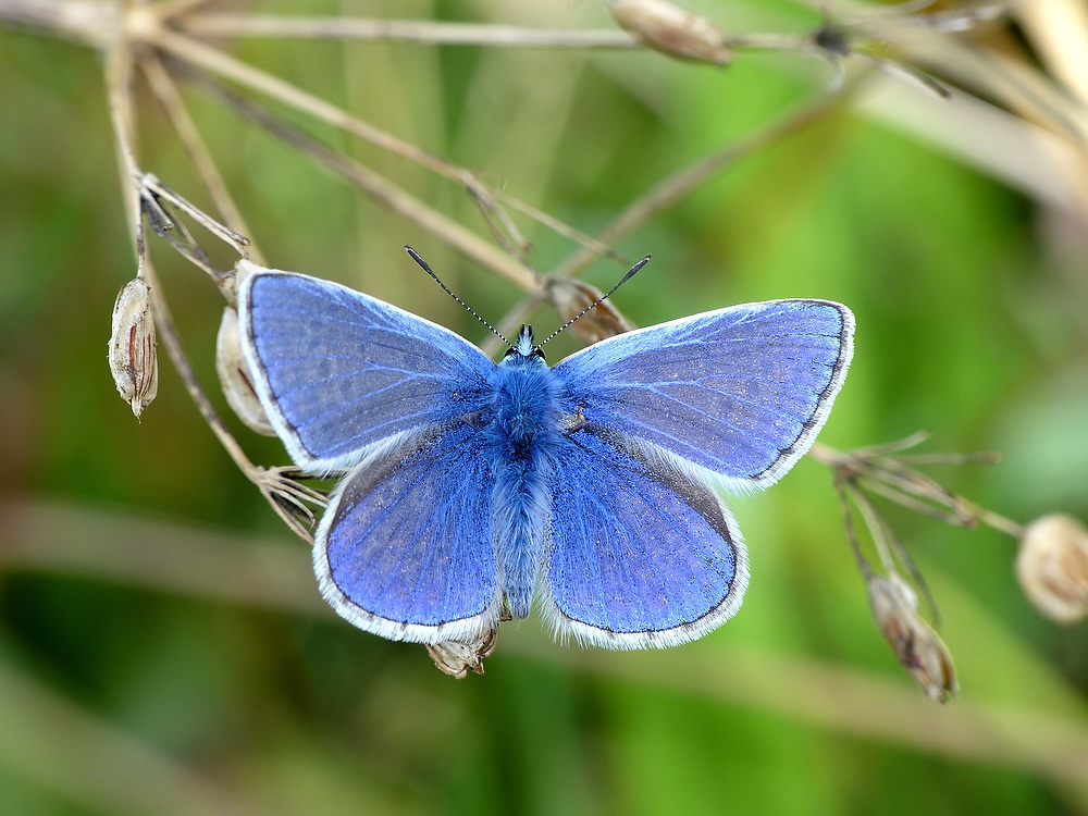 A male Common Blue in August at Ravenroost, Wiltshire. The Common Blue is found in a variety of grassy habitats particularly where the larval foodplants can be found in sunny sheltered positions. ©National Trust Images/Matthew Oates