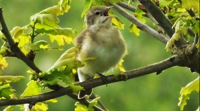 Garden Warbler in tree
