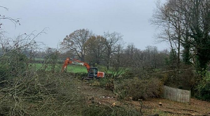 Anger as historic woodland in Horley chopped down – Updated