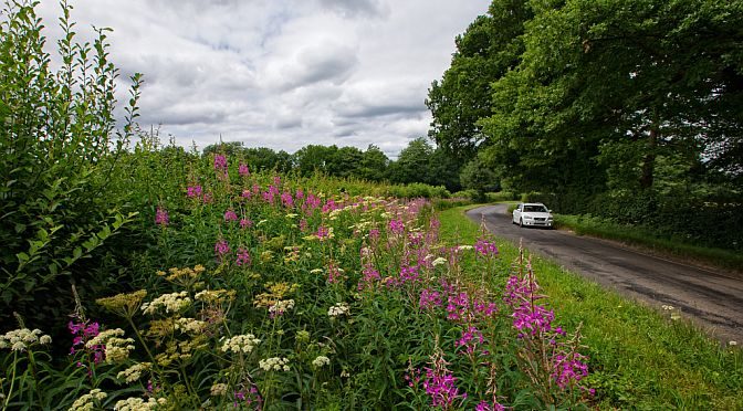 Surrey verges left to help biodiversity