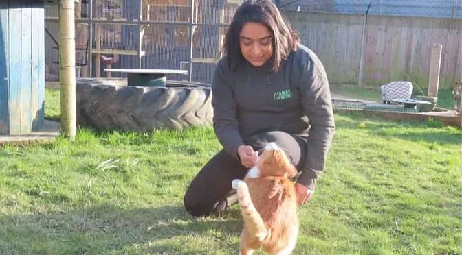Crawley animal sanctuary at ‘breaking point’ due to rising costs