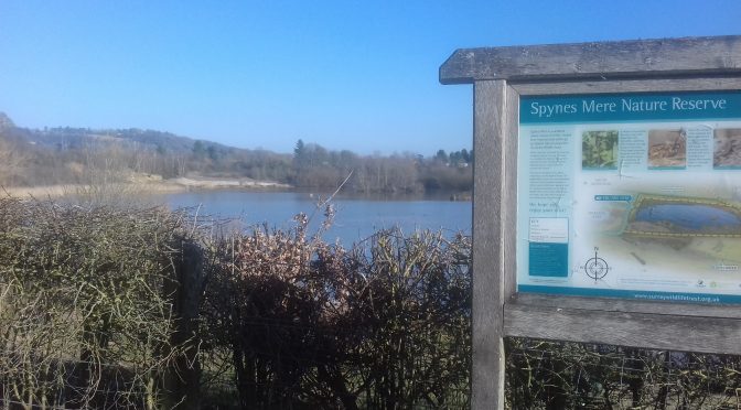 Police Investigate Swan Killing at Mercers Lake in Merstham