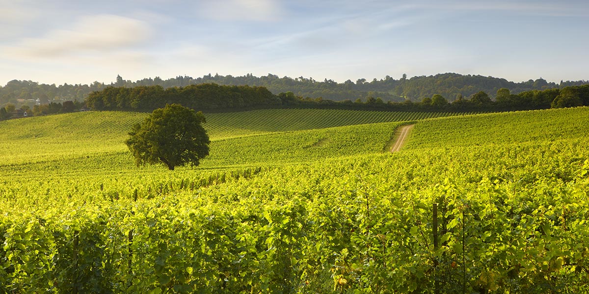 Denbies on sparkling form: Annie Whitmore speaks to CEO Chris White